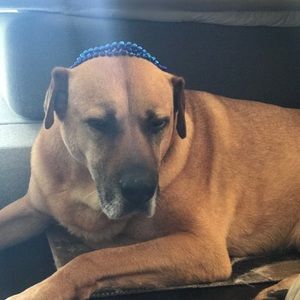 Meet your Posher, Peter